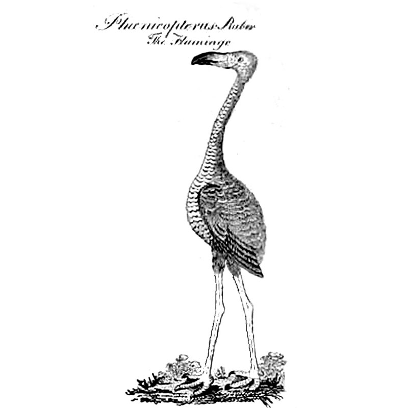 #2331 - Flamingo - Nature